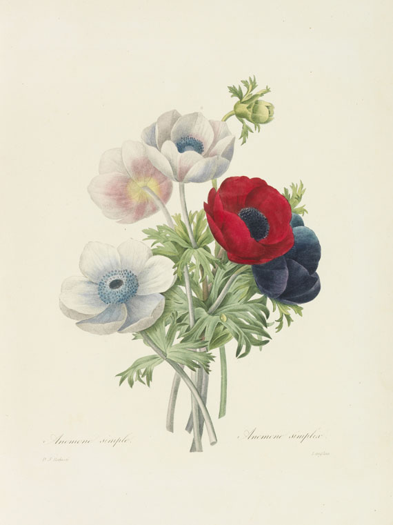 Pierre Joseph Redouté - Choix des plus belles fleurs et des beaux fruits. 135 plates plus 5 loosened - Weitere Abbildung