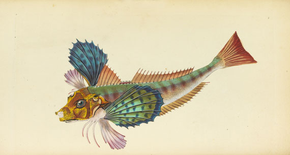 Edward Donovan - British fishes. 5 in 3 Bänden - Weitere Abbildung