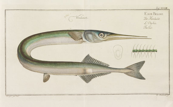 Marcus Elieser Bloch - Oeconomische Naturgeschichte der Fische (& ausländische Fische) - Weitere Abbildung