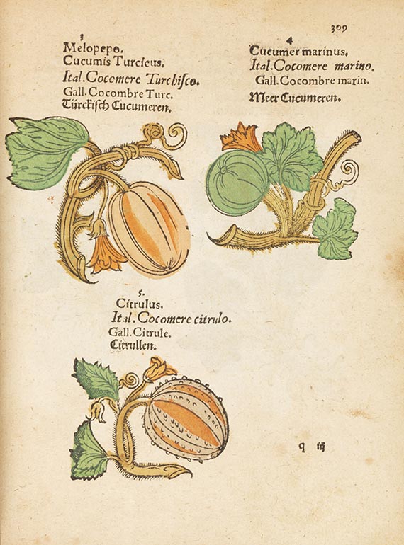 Plantarum - Plantarum, arborum, fructium, et herbarum effigies