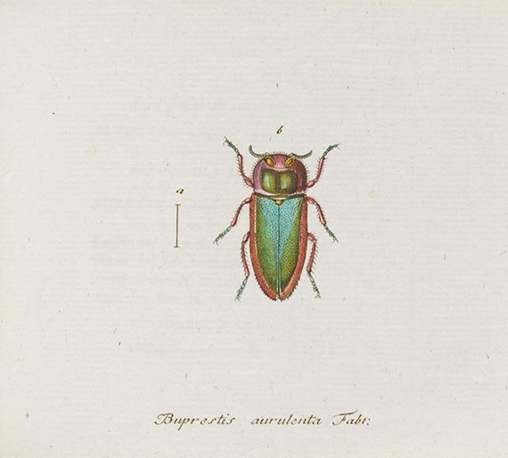 Georg Wolfgang Franz Panzer - Faunae insectorum Germanicae Initia. 190 Hefte und Index in 51 Bänden. - Weitere Abbildung
