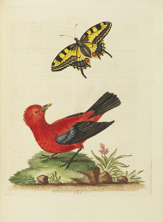 George Edwards - A Natural History of Birds & Gleanings - Weitere Abbildung