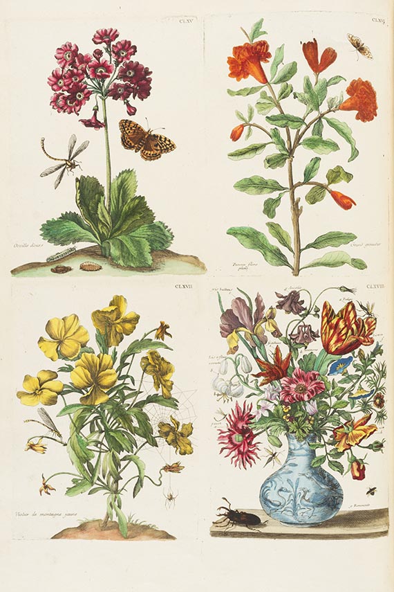 Maria Sibylla Merian - Histoire generale des insectes Surinam. Band II (von 3) - Weitere Abbildung