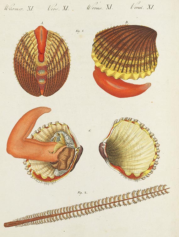 Friedrich Johann Justin Bertuch - Bilderbuch für Kinder. Bde. I-XI sowie Funke, Bde. I-XXIV. 10 Beigaben. - Weitere Abbildung