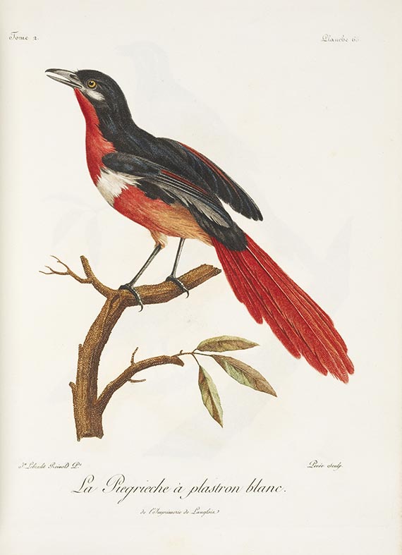 Francois Levaillant - Histoire naturelle des oiseaux d'Afrique - Weitere Abbildung