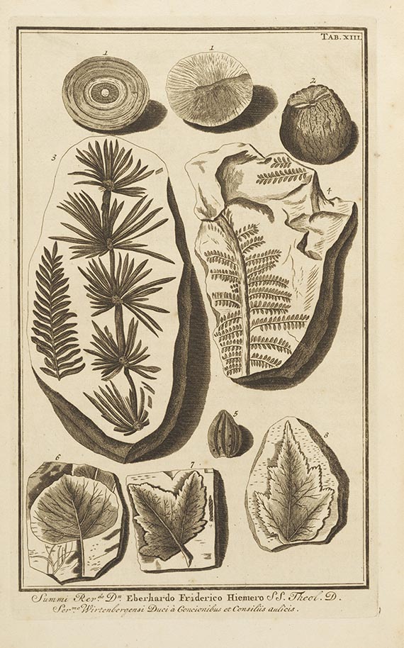 Johann Jakob Scheuchzer - Herbarium Diluvianum collectum. 2 Bände in 1 - Weitere Abbildung