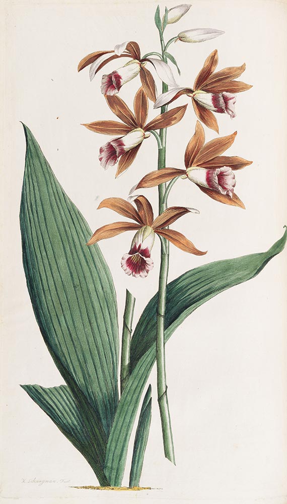 Carl Gottfried Voorhelm Schneevoogt - Icones Plantarum Rariorum - Weitere Abbildung