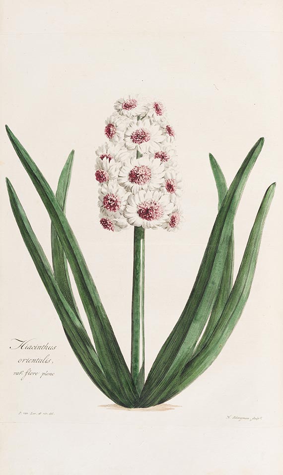 Carl Gottfried Voorhelm Schneevoogt - Icones Plantarum Rariorum - Weitere Abbildung