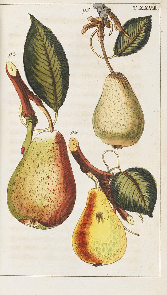 Gottlieb Tobias Wilhelm - Unterhaltungen aus der Naturgeschichte (Pflanzenreich). 10 Bände