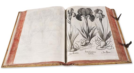 Basilius Besler - Hortus Eystettensis. Verlagseinband - Weitere Abbildung