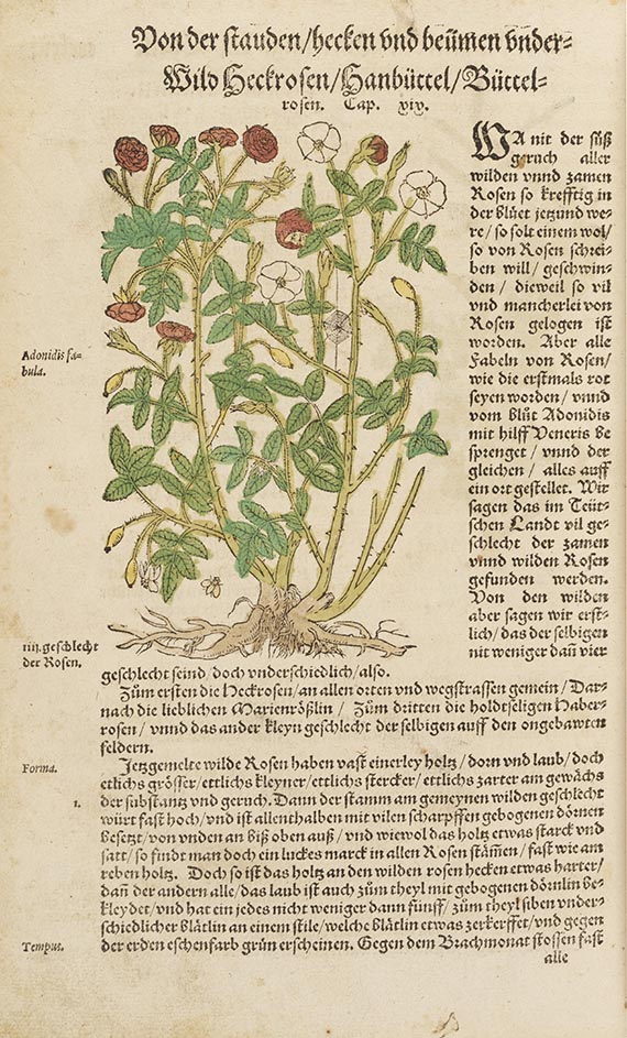 Hieronymus Bock - Kreutterbuch