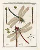 Rösel von Rosenhof, Augustin Johann - Insecten-Belustigung, Bände 1-4