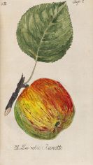 Sickler, Johann Volckmar - Der teutsche Obstgärtner - 22 Bände