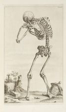 Andreas Vesalius - Tabulae Ossium Humanorum